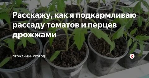 Можно ли подкормить помидоры дрожжами в теплице