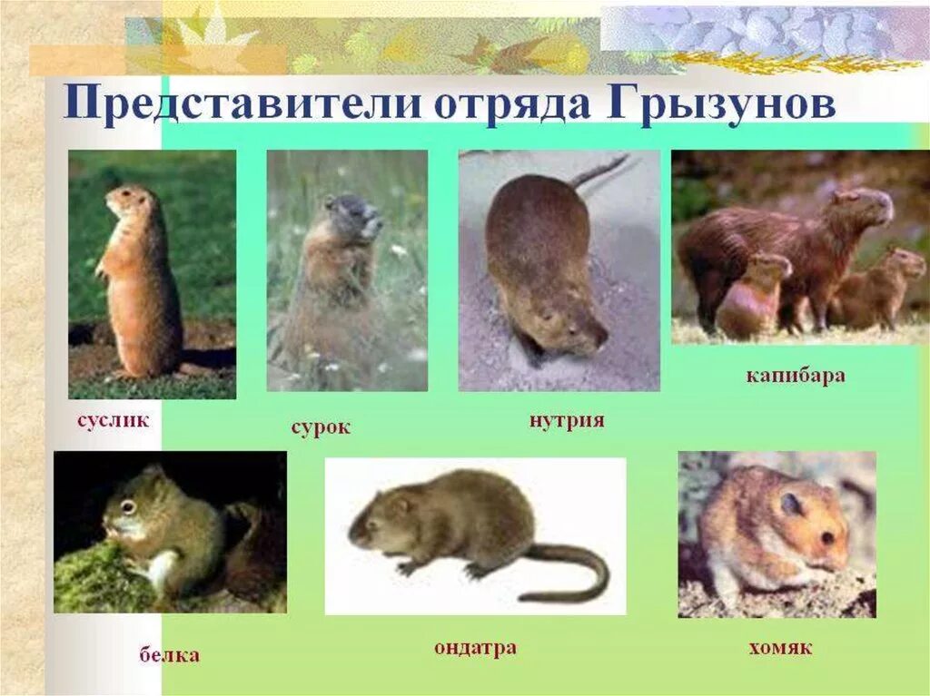 Грызуны отряд млекопитающих. Отряды млекопитающих отряд грызуны. семейство грызунов. отряд грызунов представители. грызуны млекопитающие представители.