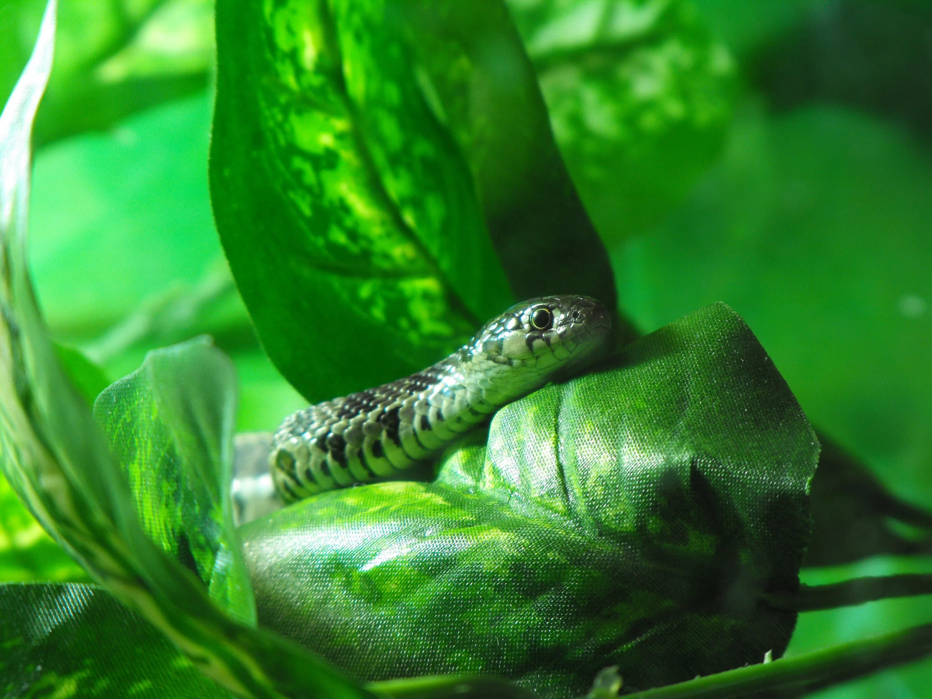 Змея в аквариуме. Зелёные животные в природе. Змея обои. Природа, животные, змея.