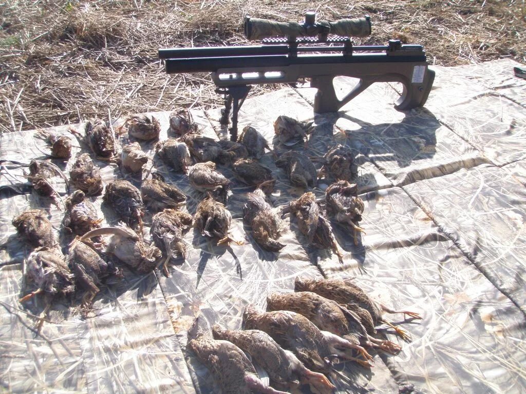 Отстрел. Отстрел. 5. Отстрел. Отстрел.