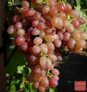 Кишмиш потапенко фото