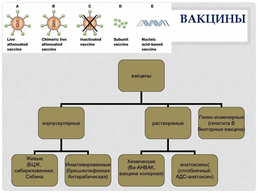 Живые вакцины применение. Инактивированные вакцины классификация. Типы вакцин схема. Химические вакцины классификация. Современная классификация вакцин.