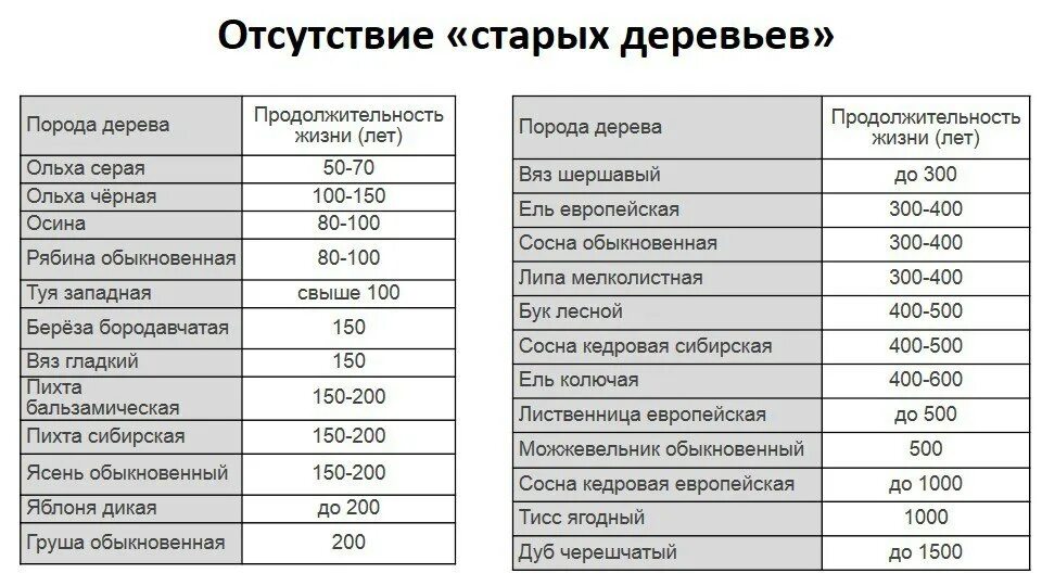 Средняя Продолжительность жизни деревьев таблица. Название дерева и Продолжительность жизни таблица 1. Сведения о продолжительности жизни деревьев таблица. Продолжительность жизни дуба таблица 1 класс. Средний срок жизни дуба составляет около пятьсот