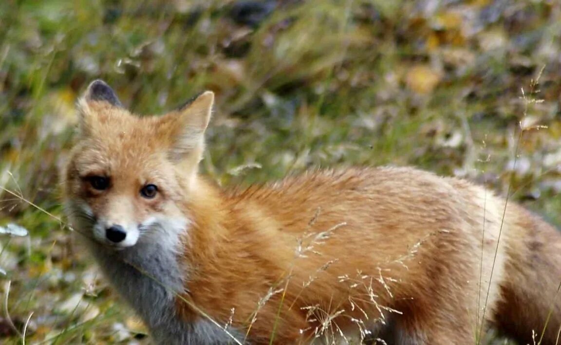 Red Fox. Лисиця з Вовком. Лисы мужские фото. Real Red Fox.