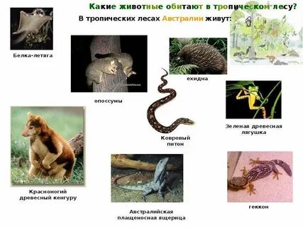 Выберите животных тропических лесов