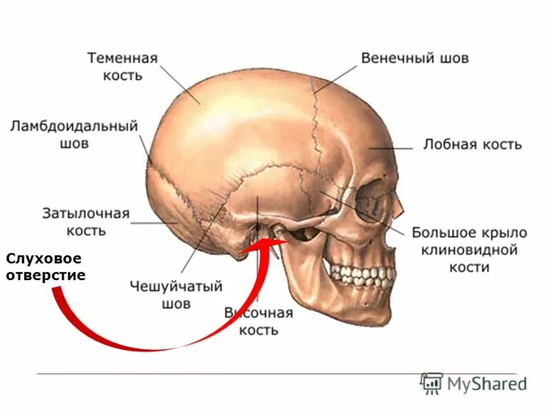 Теменная кость находится