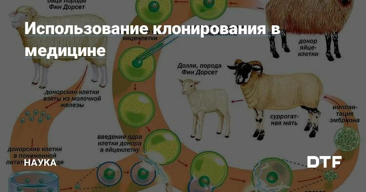 Почему растения клонируются легче животных. Клонирование. Клонирование растений и животных. Клонирование (биология). Методы клонирования животных.