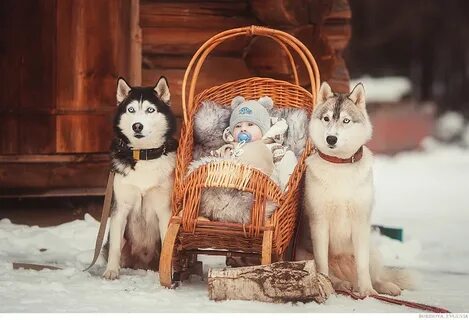 Прогулка с хаски
