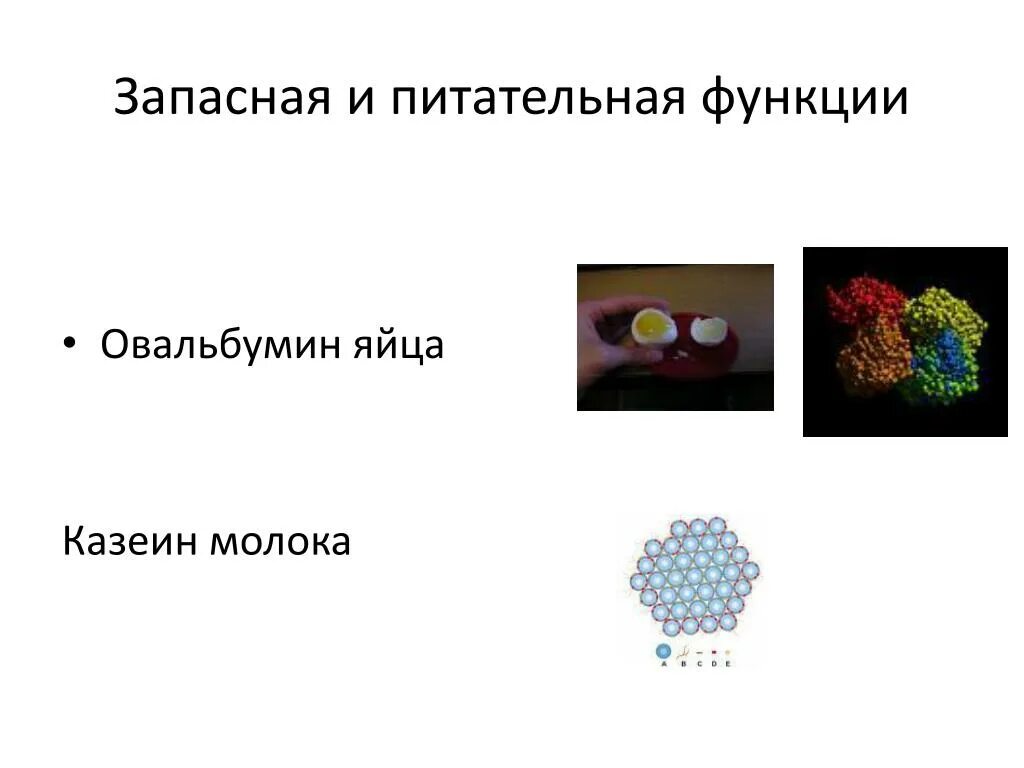 Белки питательной функции. Овальбумин функция. Казеин, овальбумин. Казеин функция. Запасные белки функции.