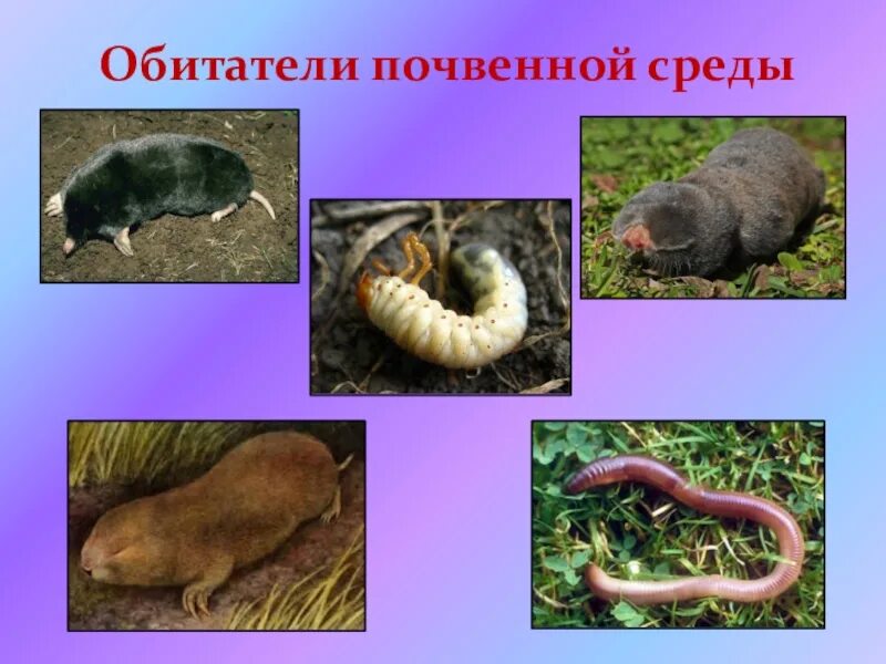 Почвенная среда обитания 5 класс примеры