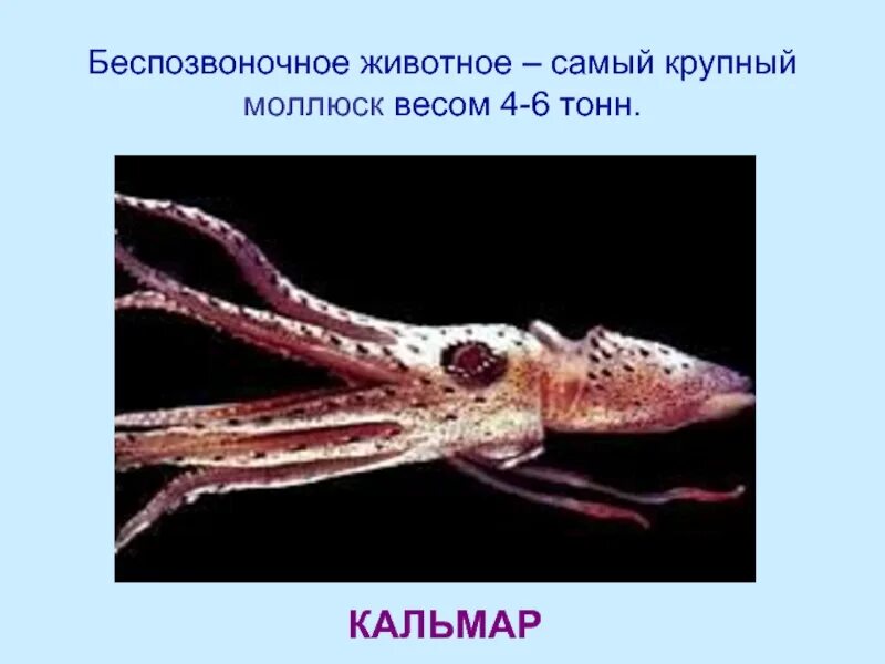Кальмар группа животных. Кальмар. беспозвоночные животные. интересные факты о кальмарах.