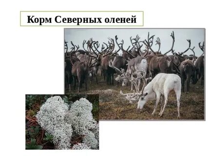 Какое растение является основной пищей для оленей