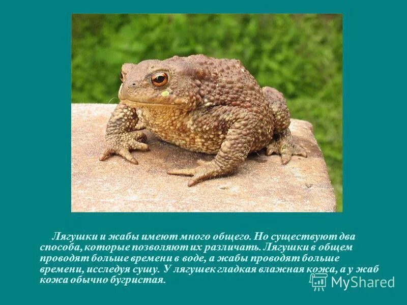 лягушка это рептилия. нильский аллигатор. лягушка ящерица черепаха. жаба ага. лягушка картинка.