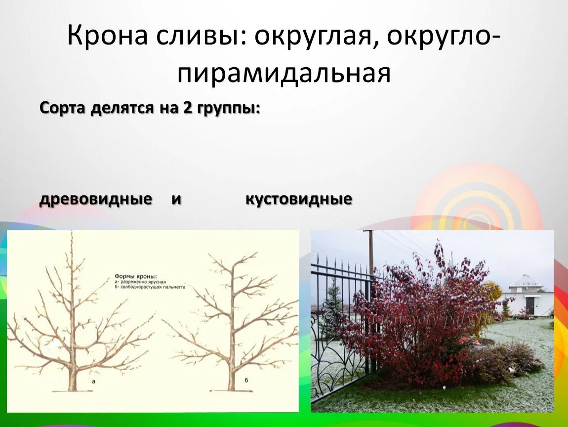 Пирамидальная кроны плодовых деревьев. Пирамидальная форма кроны. Округлая форма кроны. Слива диаметр кроны. Округла крона