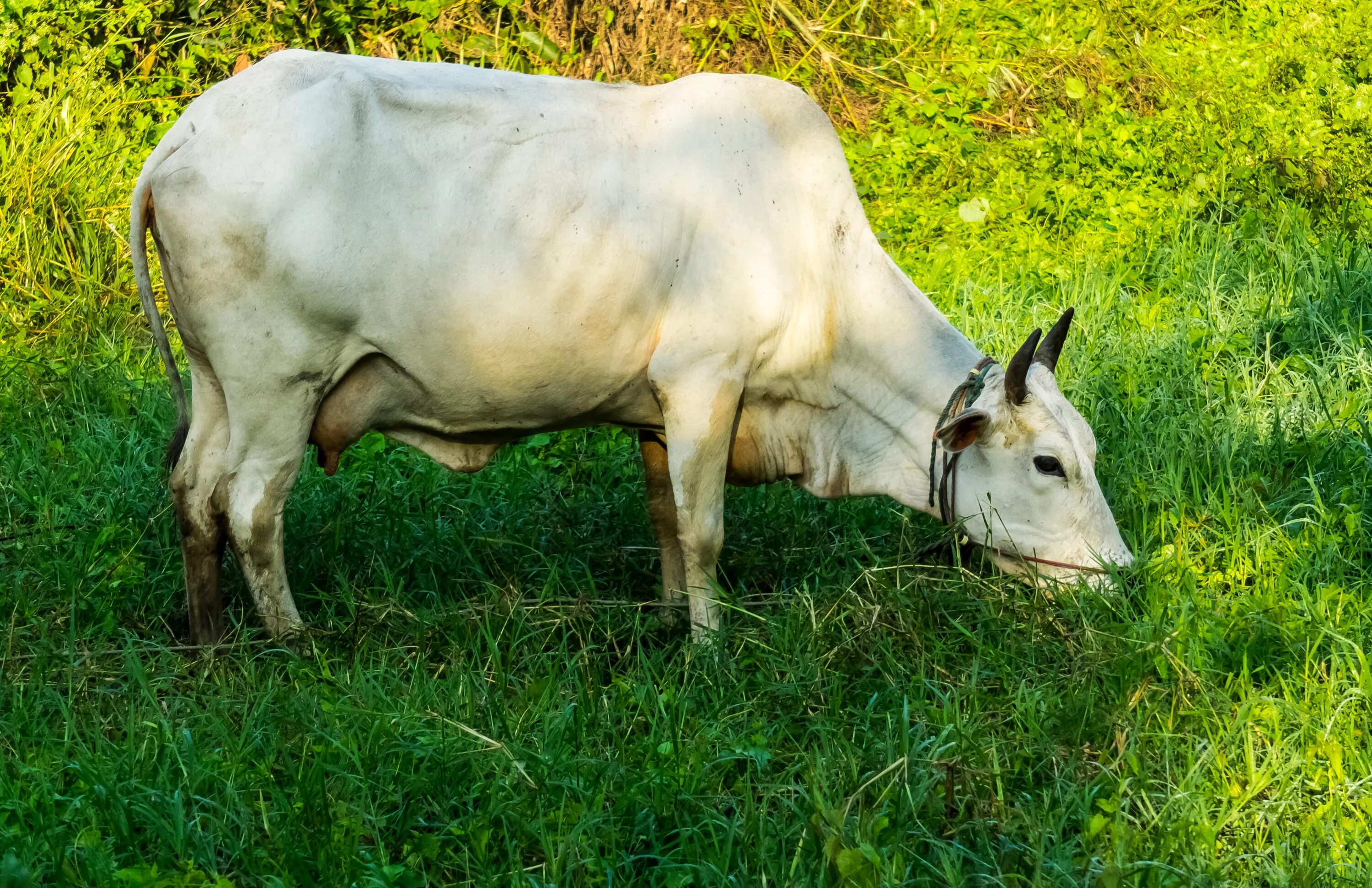 Корова. Indian Cow. Корова во сне. Приснилась корова.