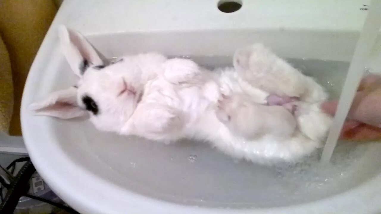 Можно ли мыть кролика декоративного. Кролик купается в ванной. Кролик моется. Зайка в ванной.