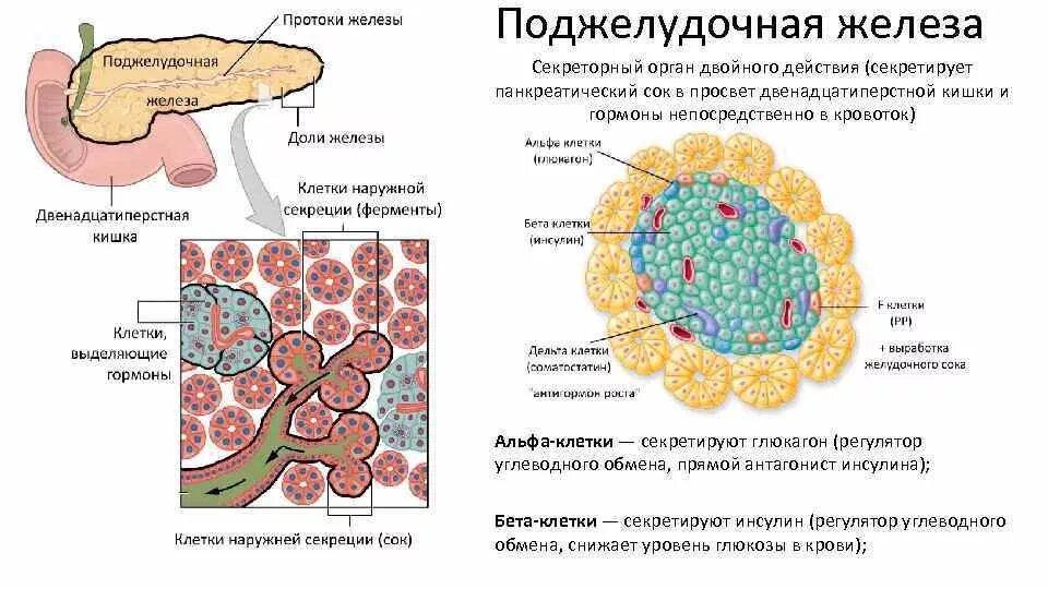 Эндокринные клетки островков лангерганса. Островки Лангерганса функции и гормоны. Строение бета клетки поджелудочной железы. Альфа и бета клетки поджелудочной. Клетки островков Лангерганса поджелудочной железы.