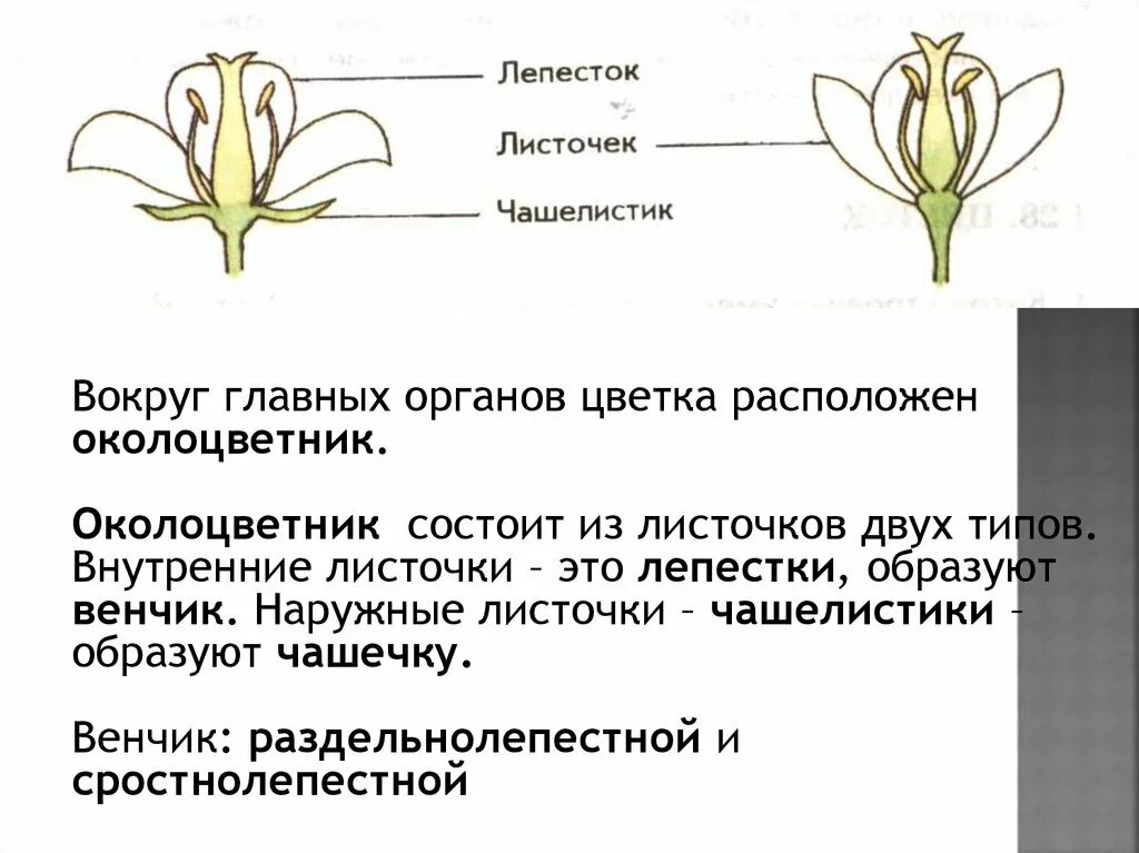Какой околоцветник изображен на рисунке. Околоцветник состоит из чашечки и венчика. Сростнолепестный околоцветник. Редуцированный околоцветник. Типы околоцветника.