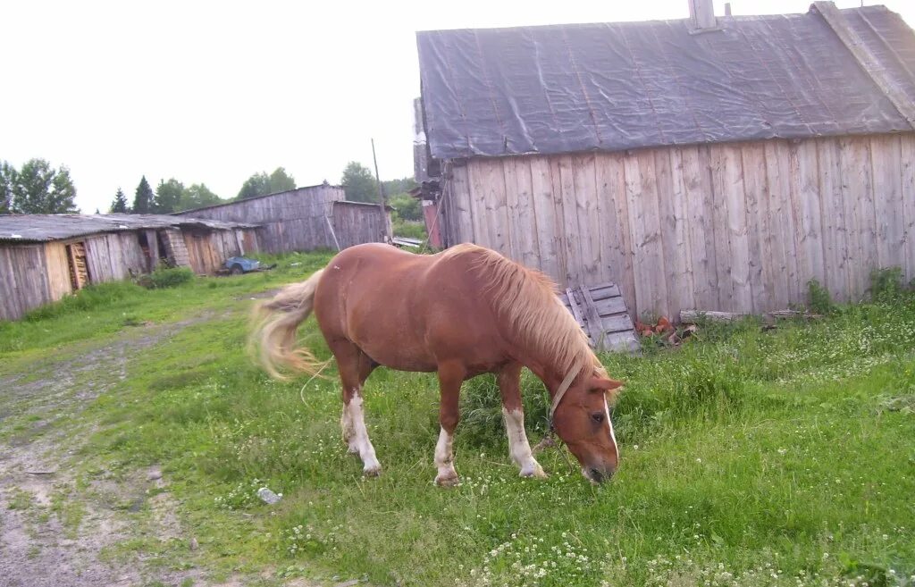 Деревенские лошади. Деревня жеребцы. Сарай для лошади. Деревенский конь. Деревня жеребцы.