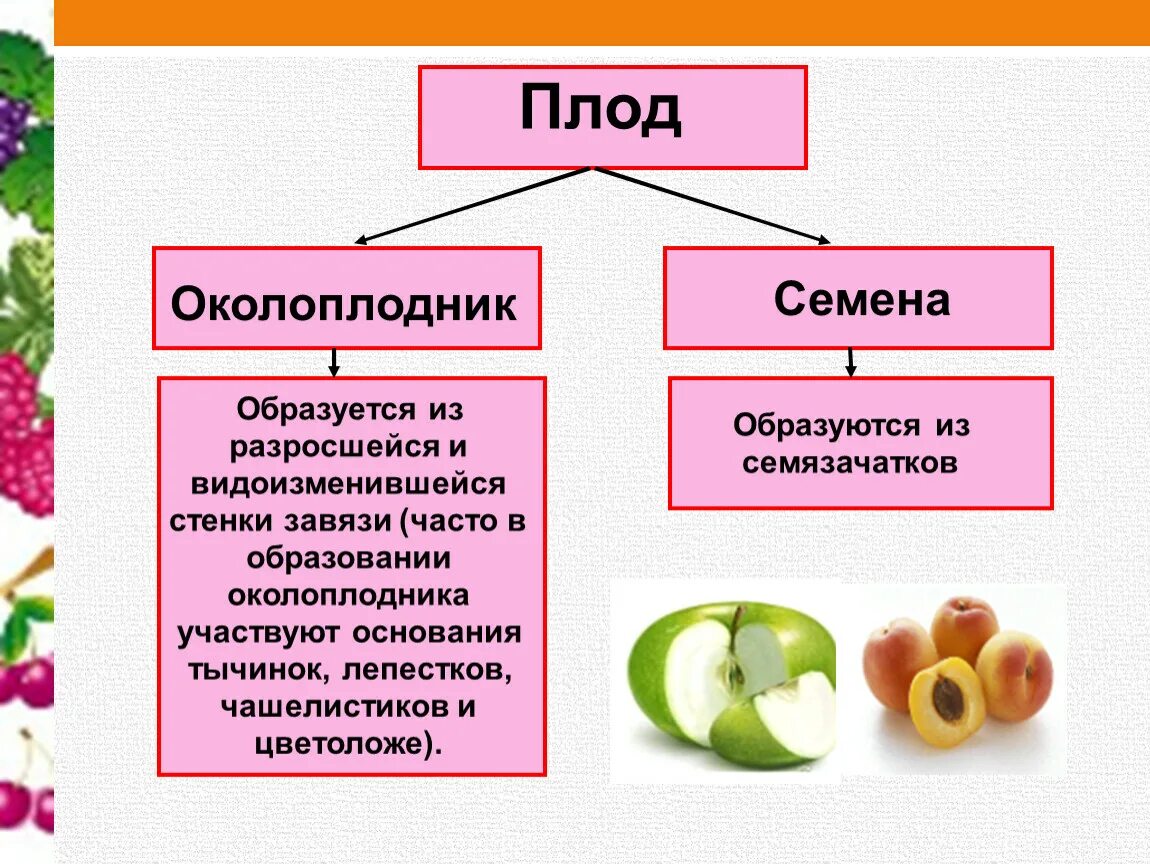 Семена образуются из околоплодника