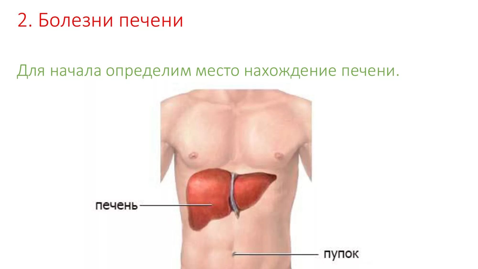 Банки на печень