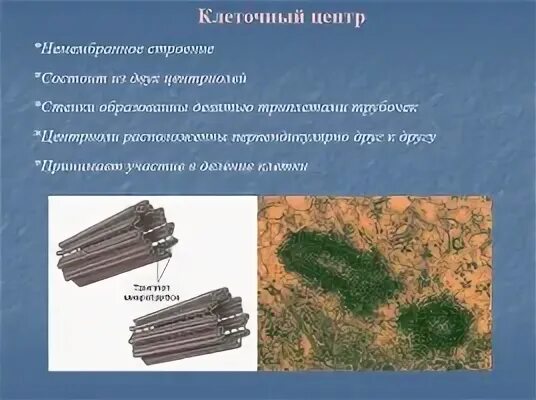 У грибной клетки есть клеточный центр