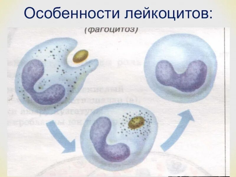 Лейкоцит осуществляющий фагоцитоз. Фагоцитоз лейкоцитов бактерия. Фагоцитоз бактерий нейтрофилами. Лейкоцит осуществляющий фагоцитоз рисунок. Явление захвата