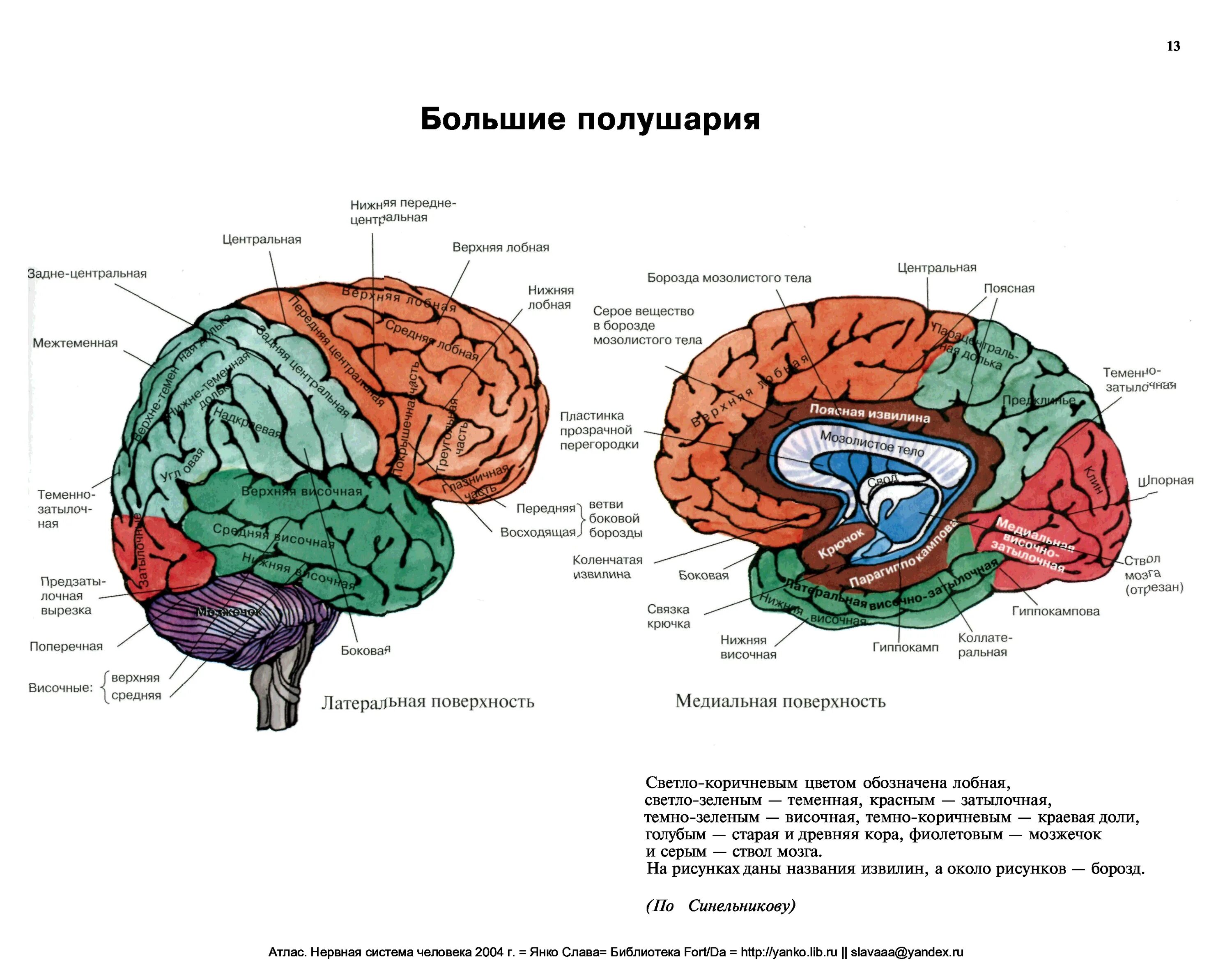 Нейроны в затылочной доле коры. Схема долей больших полушарий. Схема доли больших полушарий мозга. Строение полушарий большого мозга. Головной мозг строение атлас.