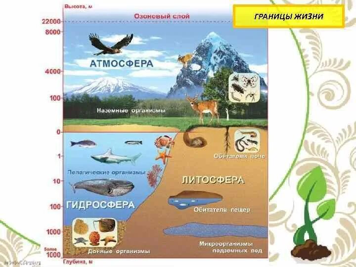 Литосфера гидросфера атмосфера Биосфера. Организмы обитающие в литосфере. Организмы обитающие в атмосфере. Литосфера животные и растения. Наибольшая концентрация живых организмов расположена