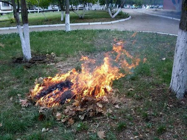 Можно ли жечь ветки на своем участке. Сжигание листвы. Сожженный лист. Листва горит.
