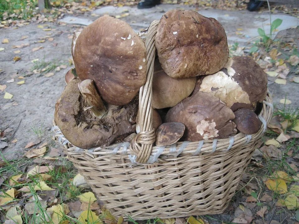 Какие грибы в башкирии в августе. Грибы мацутакэ.