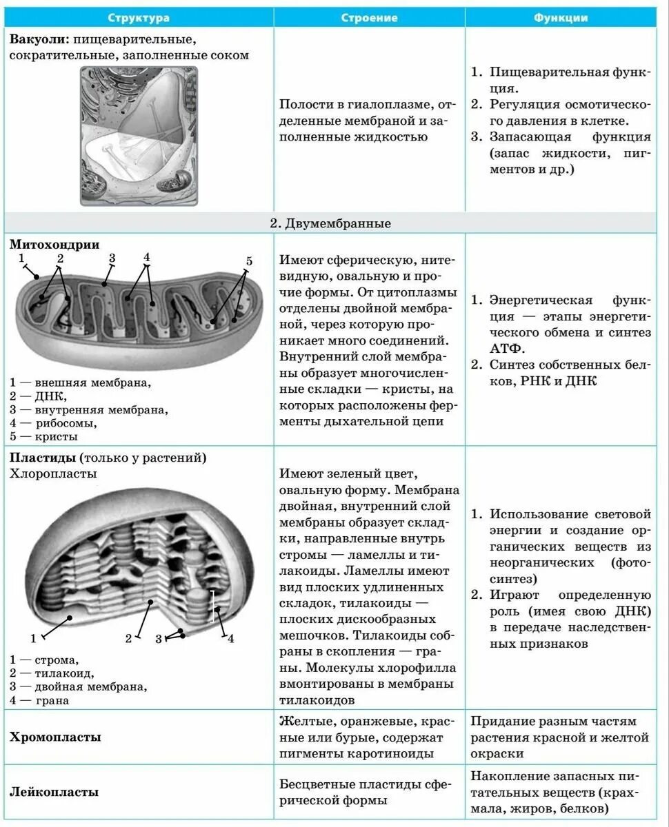 Шпаргалки по анатомии. Шпора по анатомии к экзамену. Шпоры ЕГЭ биология. Шпора по анатомии ЕГЭ. Шпоры по биологии огэ