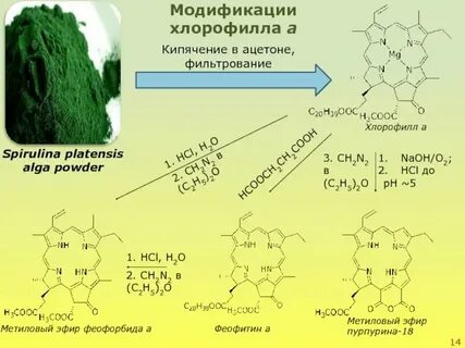 Синтез хлорофилла в растениях
