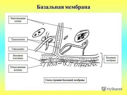 Базальная мембрана