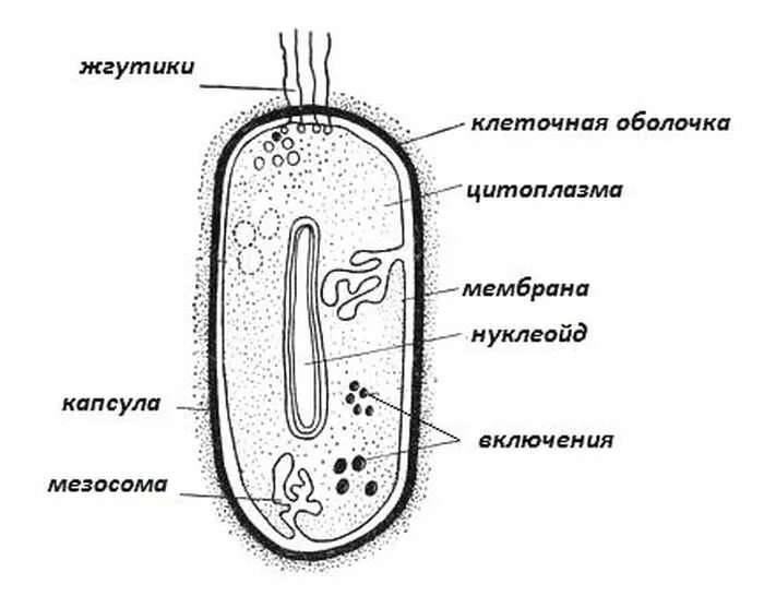 Строение клетки бактерии рисунок. Схематическое изображение строения бактериальной клетки. Строение бактериальной клетки биология. Схема строения бактериальной клетки рисунок. Строение бактериальной клетки ЕГЭ биология.