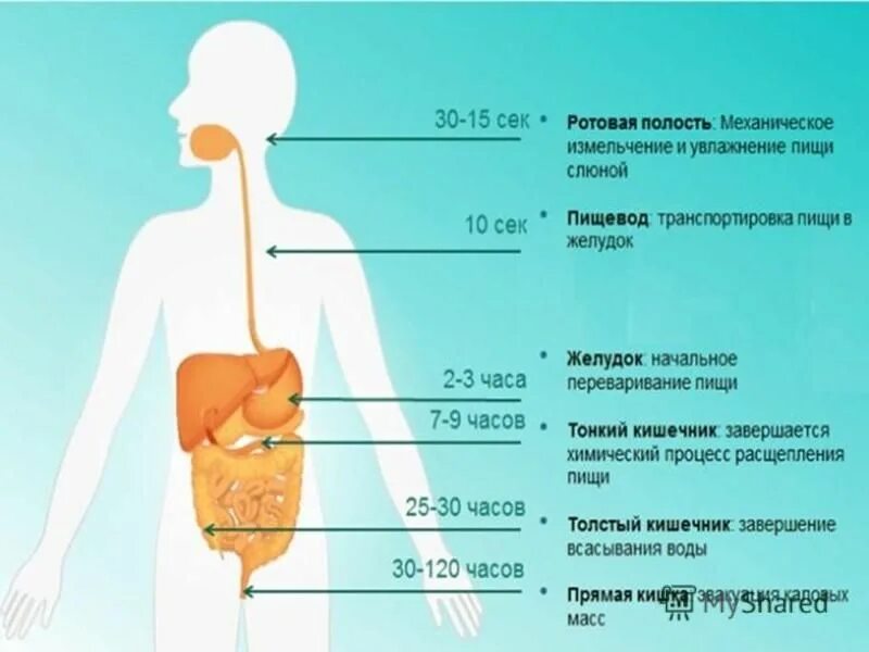 Скорость прохождения пищи по жкт человека. Длительность процесса пищеварения у человека. Объём желудка взрослого человека. Переваривание пищи. Движение переваренной пищи по кишечнику.