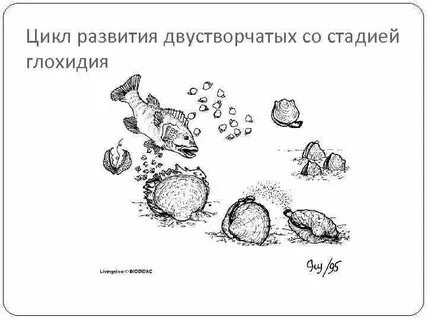 Стадии жизненного цикла моллюсков