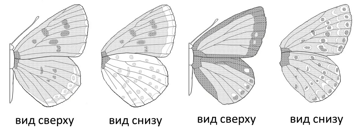 Оборудования для исследования строения крыла бабочки. Чешуекрылые примеры. Бабочка голубянка самка. Бабочка голубянка раскраска. Бабочка вид снизу.