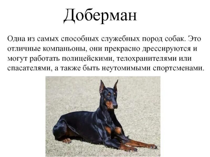 Сообщение о породе собак 2 класс. Рассказ о породе собак доберман 2 класс. порода собак доберман характеристика. рассказ о породе доберман 2 класс. служебные собаки породы доберман.