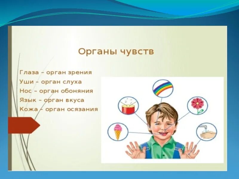 Название органов чувств. Органы чувств. Глаза это орган осязания. Органы чувств для дошкольников.