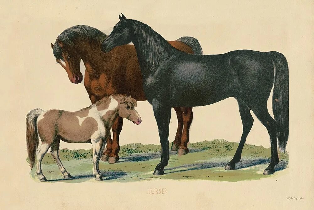 Non order. Картина красивые лошади ретро. Датские порноактрисы ретро лошадь. Капа для лошади. Лошадь Клайдсдейл с всадником рисунок.