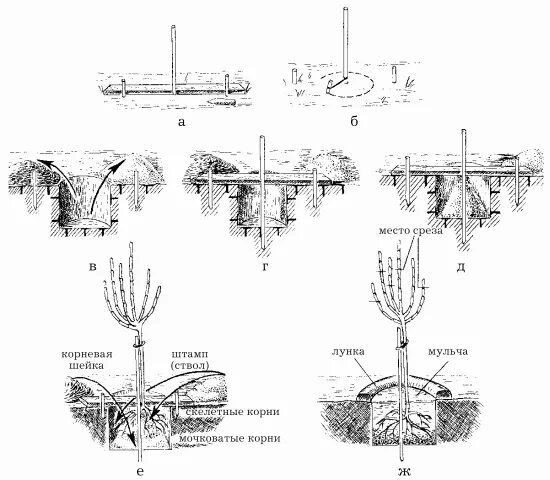 Схема посадки древесных растений. Посадочные ямы для деревьев и кустарников. Схема посадки плодовых деревьев. Схема посадки саженцев деревьев. Предлагать способ пересадки деревьев