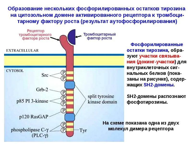 Аутофосфорилирование рецептора. Аутофосфорилирование остатков тирозина в рецепторе. Сигнальные молекулы и сигнальная трансдукция. Тромбоцитарные факторы роста (PDGF). Пэт с тирозином