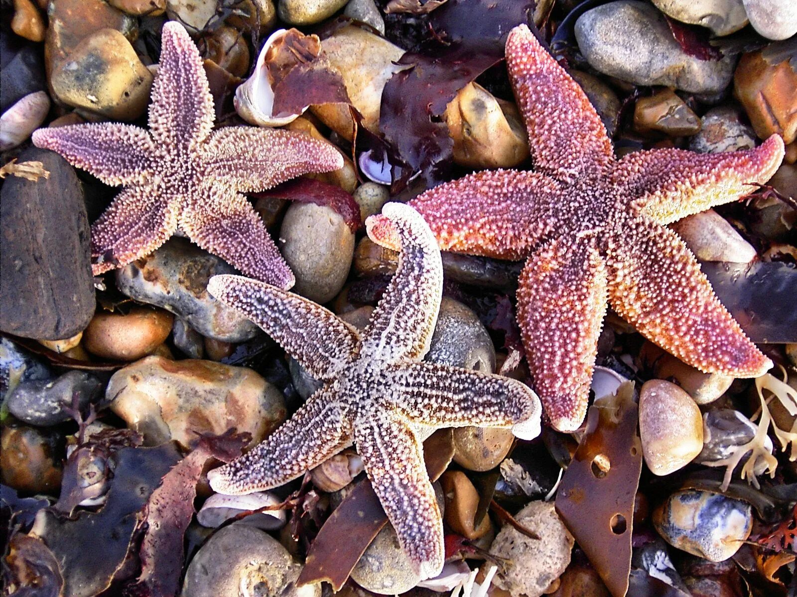 Шестиконечная морская звезда. Амурская морская звезда. Морские звезды в Карибском море. Королевская морская звезда.