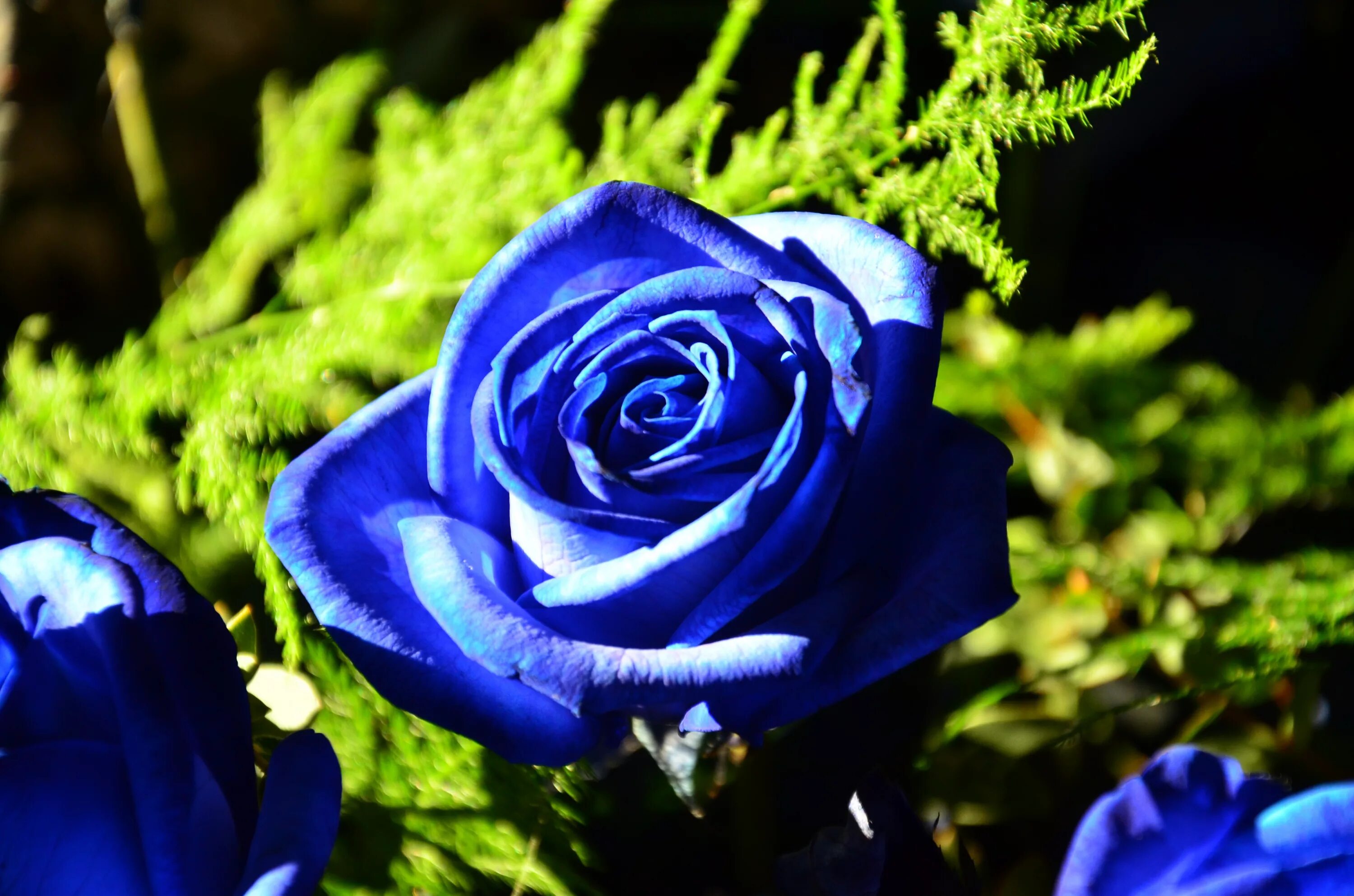 Фотография синего цвета. Голубые розы Сантори. Роза голубая Лагуна. Роза ультрамарин. Голубая роза Линч.