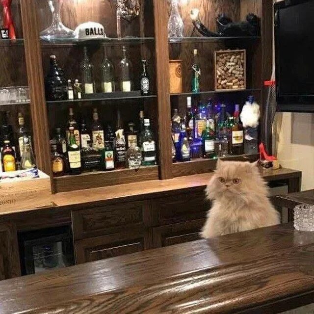 Бар никто не видит. Кот бармен. Коты в баре. Котик за баром. Кот за барной стойкой.