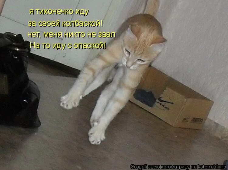 никого нет мем. статус никому не нужна. кот шагает дружно в ряд. здесь никого нет. меня никто не видит что ли.