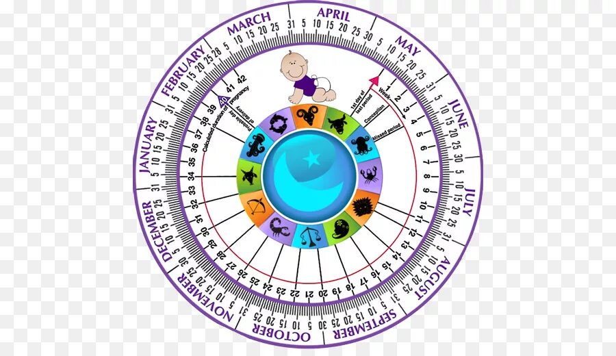 Калькулятор беременности рассчитать по дате месячных. Календарик беременности круглый. Акушерский календарь круглый. Акушерский календарь беременности. Круглый календарь для беременных.