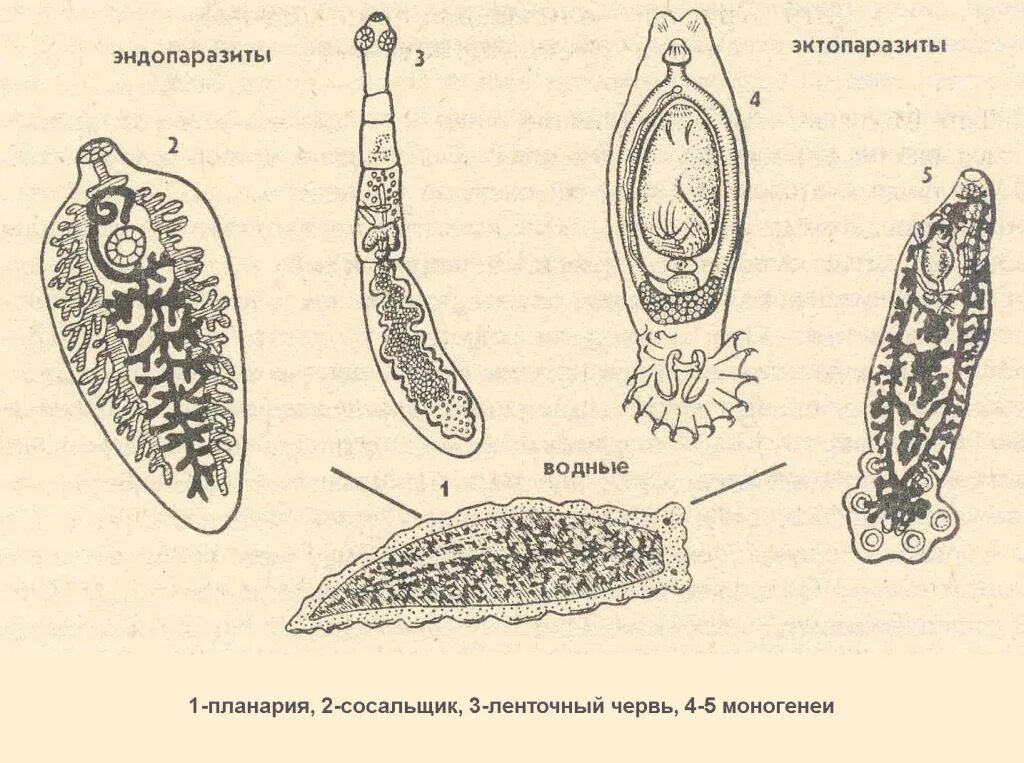 Строение внутренних паразитов. Черви-сосальщики – трематоды.. Плоские черви эндопаразиты. Плоские черви паразиты строение. Личинки паразитов трематоды.