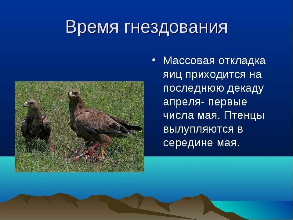 Орел птица сообщение. Птицы Саратовской области занесенные в красную. Птицы Саратовской области занесенные в красную книгу. Красная книга Саратовской области птицы. Краснокнижные птицы Саратовской области.